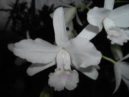 Cattleya bowringiana alba