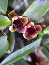 Maxillaria pumila