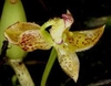 bulbophyllum ecornutum