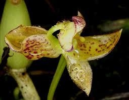 bulbophyllum ecornutum