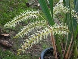 Dendrochilum yuccifolium - comprar online