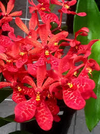 Renanthera coccinea na internet