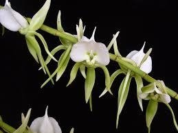 Angraecum eburneum - comprar online