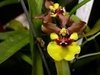 Oncidium croesus na internet