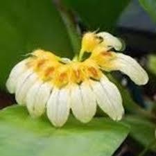 Bulbophyllum campanulatum