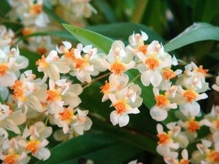 Oncidium Twinkle 'Fragrance Fantasy' - comprar online