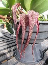 Bulbophyllum longisepalum - comprar online