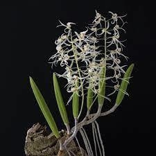 Dockrillia (Dendrobium) wassellii