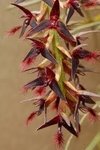 Bulbophyllum tremulum - comprar online