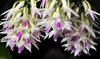 Dendrobium amethystoglossum - comprar online