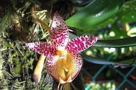 Bulbophyllum macranthum - comprar online
