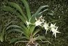 Angraecum veitchii - comprar online