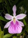 Miltonia sem identificação - comprar online