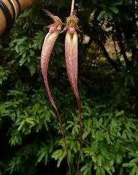 Bulbophyllum fascination