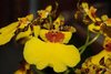 Oncidium varicosum - comprar online