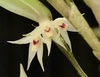 Octomeria diaphana - OrquideaShop