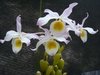 Dendrobium findlayanum - comprar online