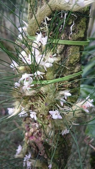 isabelia virginalis (na madeira) - touceira na internet