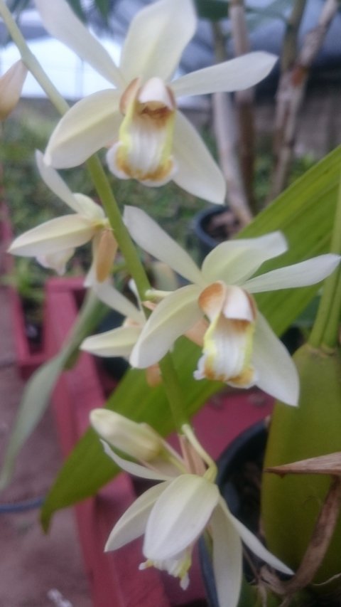 Coelogyne trinervis