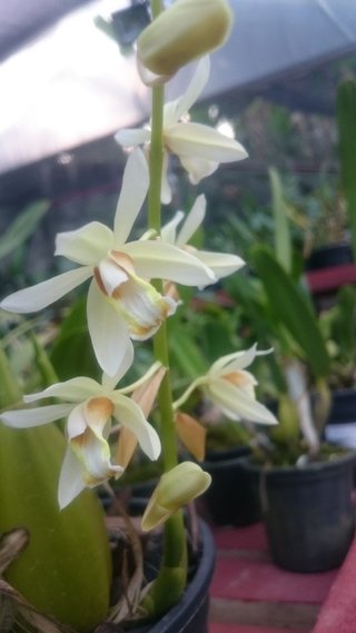 Coelogyne trinervis - comprar online