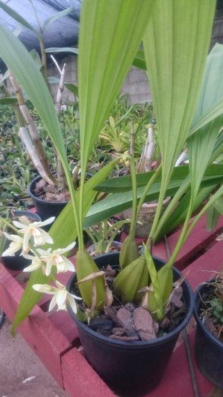 Coelogyne trinervis na internet