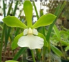 Encyclia randii var alba