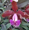 Cattleya schileriana tipo