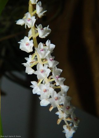 Eria bogoriensis - comprar online