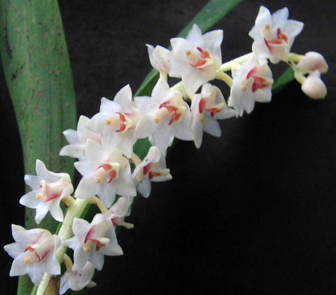 Eria Hyacinthoides