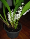 Eria Hyacinthoides - comprar online