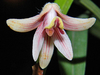 Eria langbianensis - comprar online