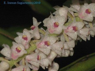 Eria bogoriensis na internet