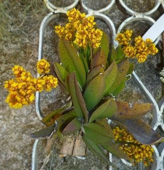 Oncidium pumilum (Lophiaris pumila) - comprar online