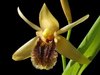 Coelogyne ovalis