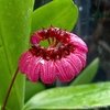 Bulbophyllum corolliferum - comprar online