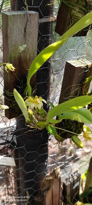 Bulbophyllum campanulatum na internet