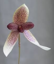 Bulbophyllum elassoglossum - comprar online