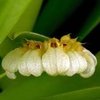 Bulbophyllum campanulatum - comprar online