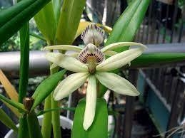 Hormidium baculus "Prosthechea pentotes"