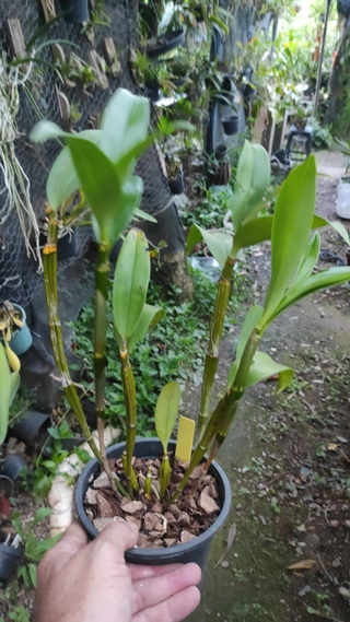 Dendrobium thyrsiflorumi na internet