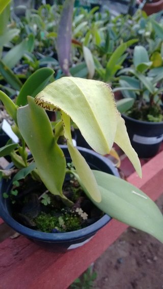 bulbophyllum arfakianum green