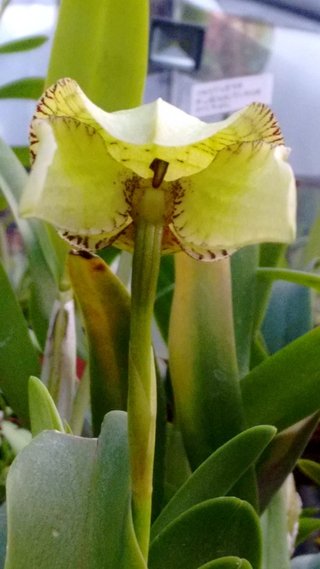 bulbophyllum arfakianum green - OrquideaShop