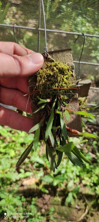 Maxillaria pumila - OrquideaShop