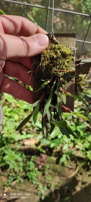 Maxillaria pumila na internet