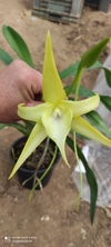 Angraecum sesquipedalle