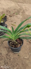 Angraecum sesquipedalle - comprar online