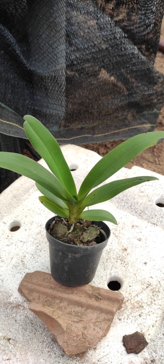 Angraecum veitchii - OrquideaShop