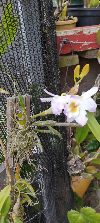 dendrobium nobile "olho de boneca " sem id de cor - OrquideaShop