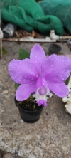 Cattleya lodigesii variedade:puntacta (4n x Morrinhos)