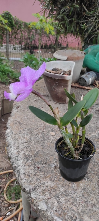 Cattleya lodigesii variedade:puntacta (4n x Morrinhos) - comprar online